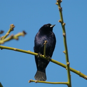 Shiny Cowbird